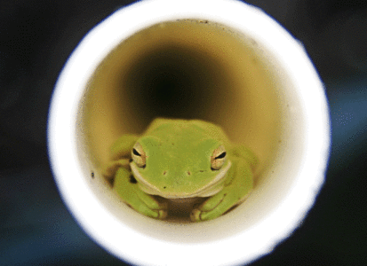 Photo of the Week: Froggy Find Image